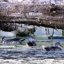 Changements périodiques du plumage chez les oiseaux