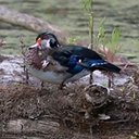 Changements périodiques du plumage chez les oiseaux