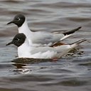 Changements périodiques du plumage chez les oiseaux