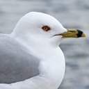 Changements périodiques du plumage chez les oiseaux