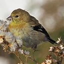 Changements périodiques du plumage chez les oiseaux