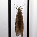 Chauliodes pectinicornis