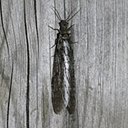Chauliodes rastricornis