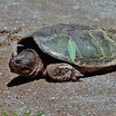 Chelydra serpentina