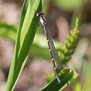 Chromagrion conditum