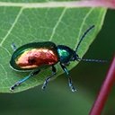 Chrysochus auratus
