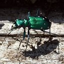 Cicindela sexguttata