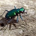 Cicindela sexguttata