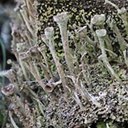 Cladonia fimbriata