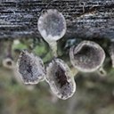 Cladonia fimbriata