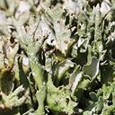 Cladonia turgida