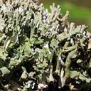 Cladonia turgida