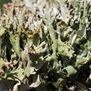 Cladonia turgida