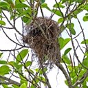 Closed nests
