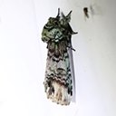 Coelodasys unicornis