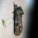 Coelodasys unicornis