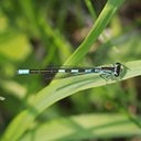 Coenagrion resolutum