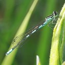 Coenagrion resolutum
