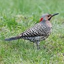 Colaptes auratus auratus