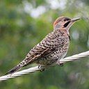 Colaptes auratus auratus