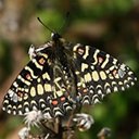 Colours of the nature: Butterflies