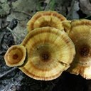 Coltricia perennis