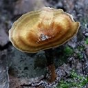 Coltricia perennis