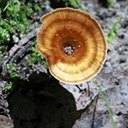 Coltricia perennis