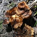 Coltricia perennis
