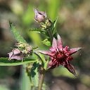 Comarum palustre