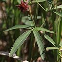 Comarum palustre