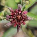 Comarum palustre