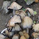 Coprinopsis atramentaria