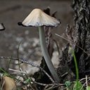 Coprinopsis atramentaria