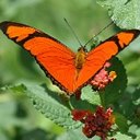 Cores da natureza: borboletas