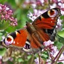 Cores da natureza: borboletas