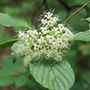 Cornus alternifolia