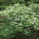 Cornus alternifolia