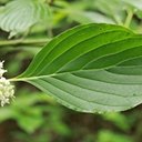 Cornus alternifolia