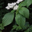 Cornus alternifolia