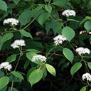 Cornus alternifolia