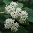 Cornus alternifolia