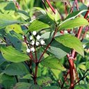 Cornus sericea