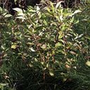 Cornus sericea
