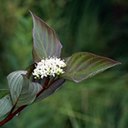 Cornus sericea