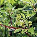 Cornus sericea