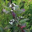 Cornus sericea