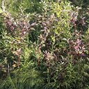 Cornus sericea