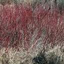 Cornus sericea