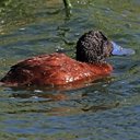 Couleurs de la nature : oiseaux